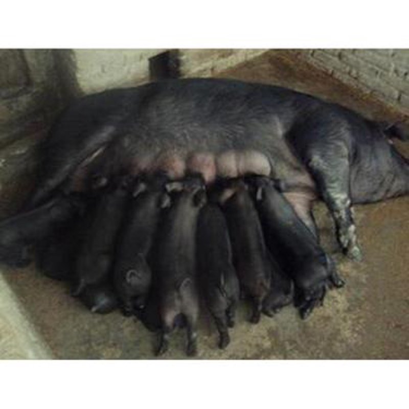 富平养殖有限公司：如何选择合适的合作伙伴？