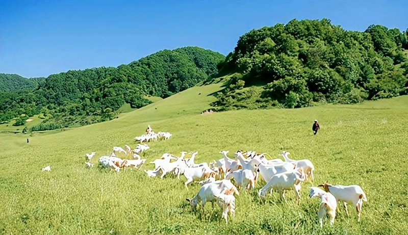养殖场灭蚊蝇最有效的药是什么？对于富平县马士雅养殖场的管理者来说，这不仅仅是一个问题，更是一场与蚊蝇之间的持久战。今天，我们就来探讨一下如何有效应对蚊蝇侵扰，并找到最适合您养殖场的解决方案。